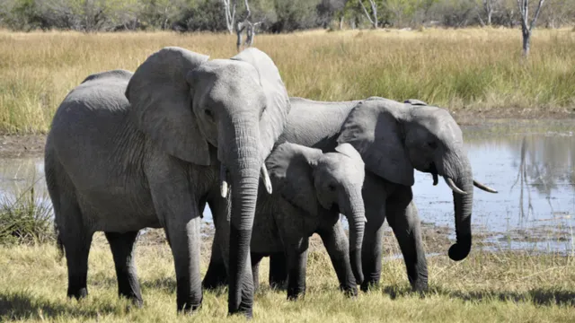 viral-video-of-elephant-thanking-commuters-for-letting-herd-cross-the-road-wins-internet